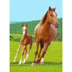 Häst & föl - Fleecefilt Pläd 100x140cm